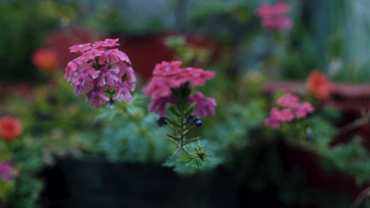 花园里的红花视频素材