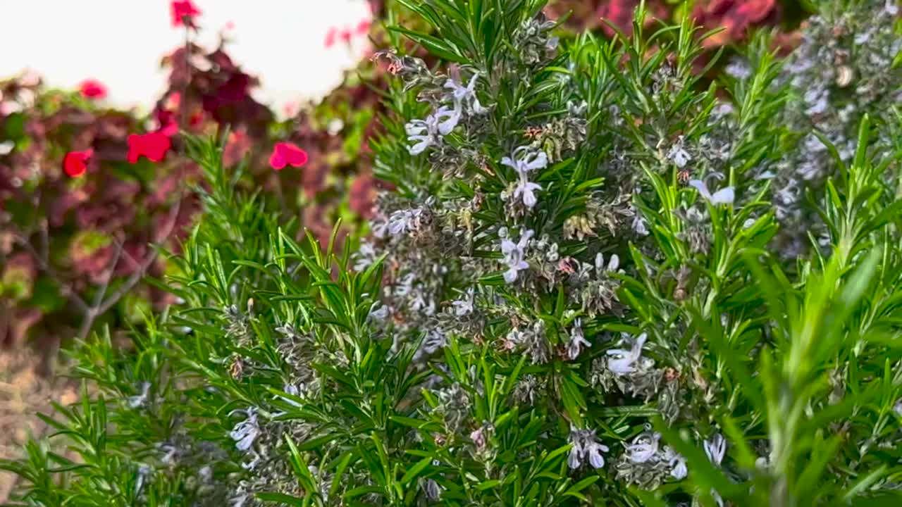 春天迷迭香花上的蜜蜂视频素材