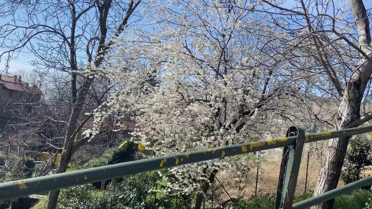 从车窗望出去，春天的花园姹紫嫣红视频素材