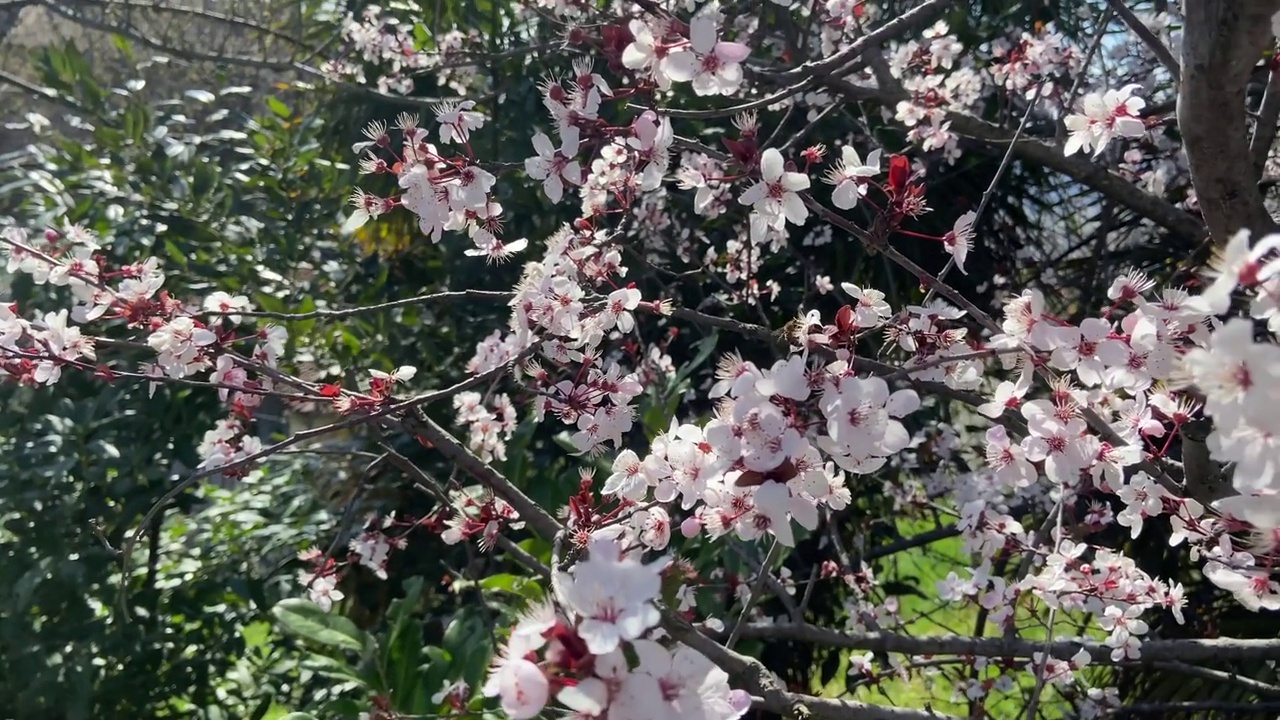 春天，在樱花树中央忙碌的蜜蜂。视频下载