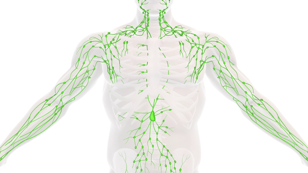 人体淋巴系统解剖视频素材