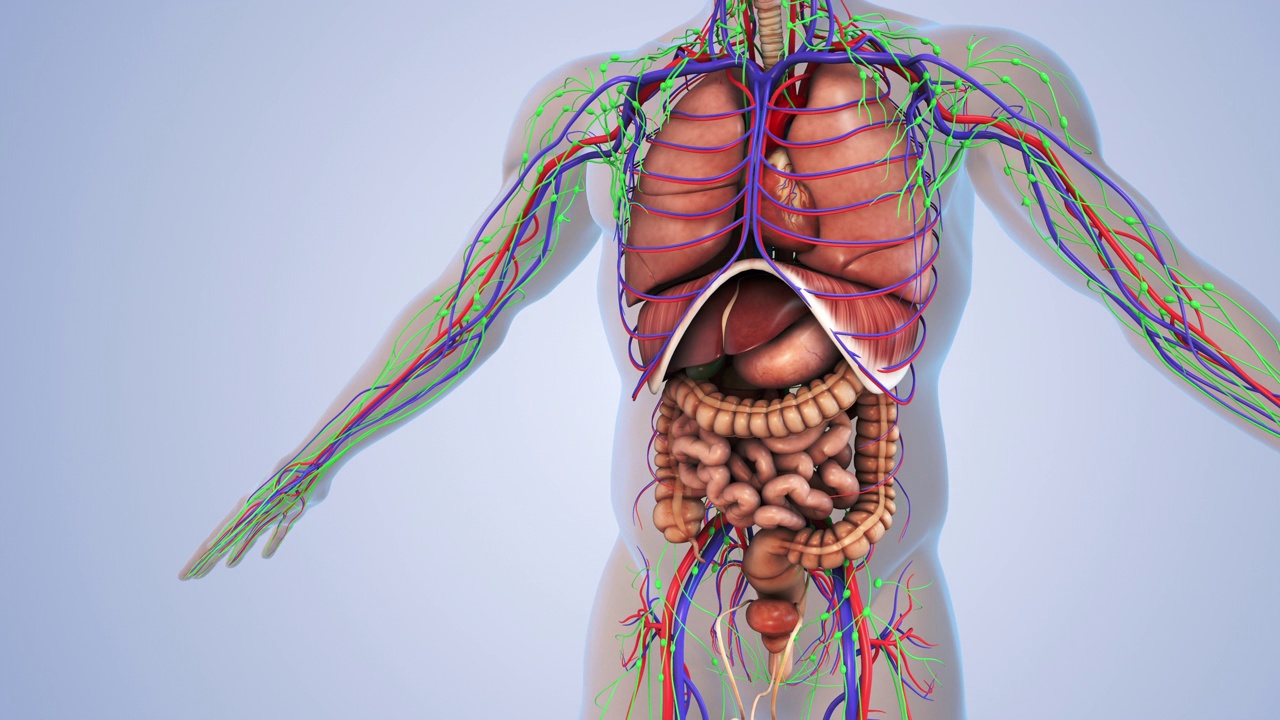 人体的淋巴系统和内部器官视频素材