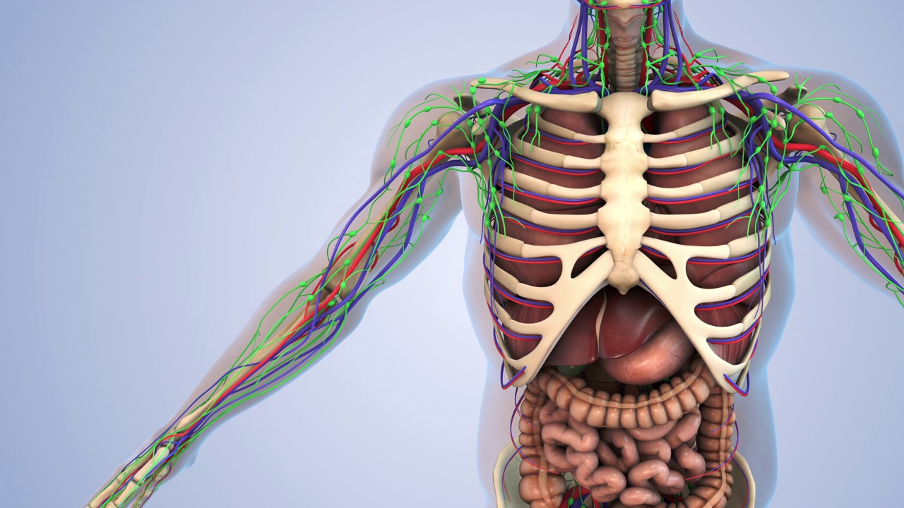 人体的淋巴系统和内部器官视频素材