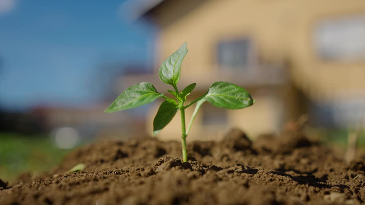 近距离观察一株植物在一个家庭花园视频素材