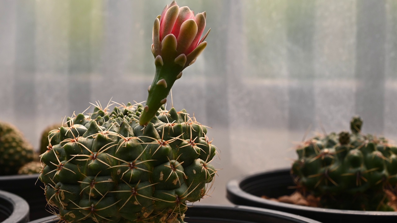 美丽的花的裸calycium baldianum仙人掌盛开。视频素材