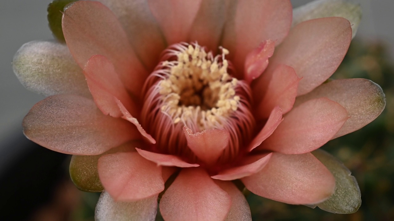 近距离的美丽的花的裸calycium baldianum仙人掌开花。视频素材