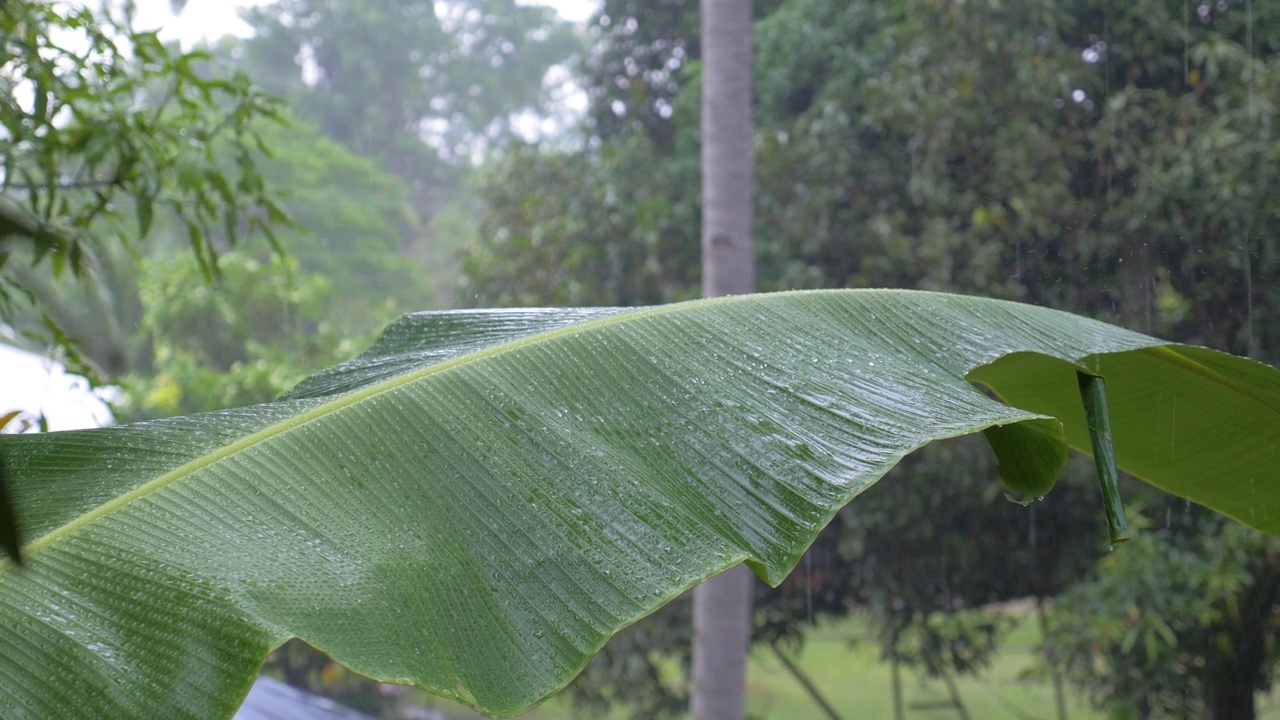 暴雨落在菲律宾森林中的一片大叶子上视频素材