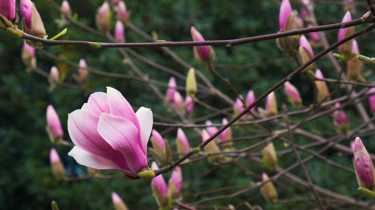 春暖花开的粉色玉兰花在公园的玉兰树上绽放视频素材