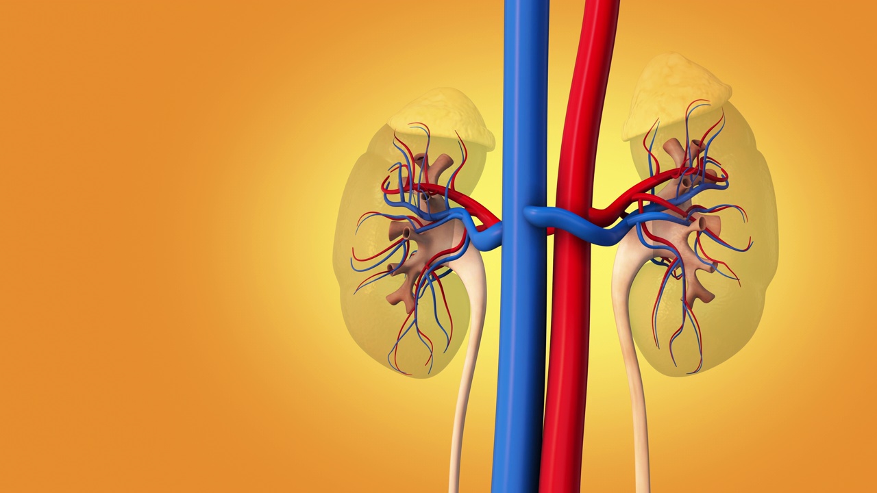 人体内部器官有肾视频素材