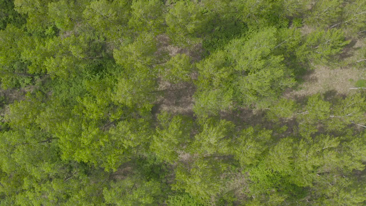 春天的季节背景，绿色的树梢落叶林地从无人机pov。森林中树木的俯视图。视频素材