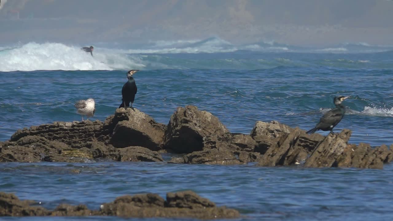 浪海鸟和冲浪视频素材