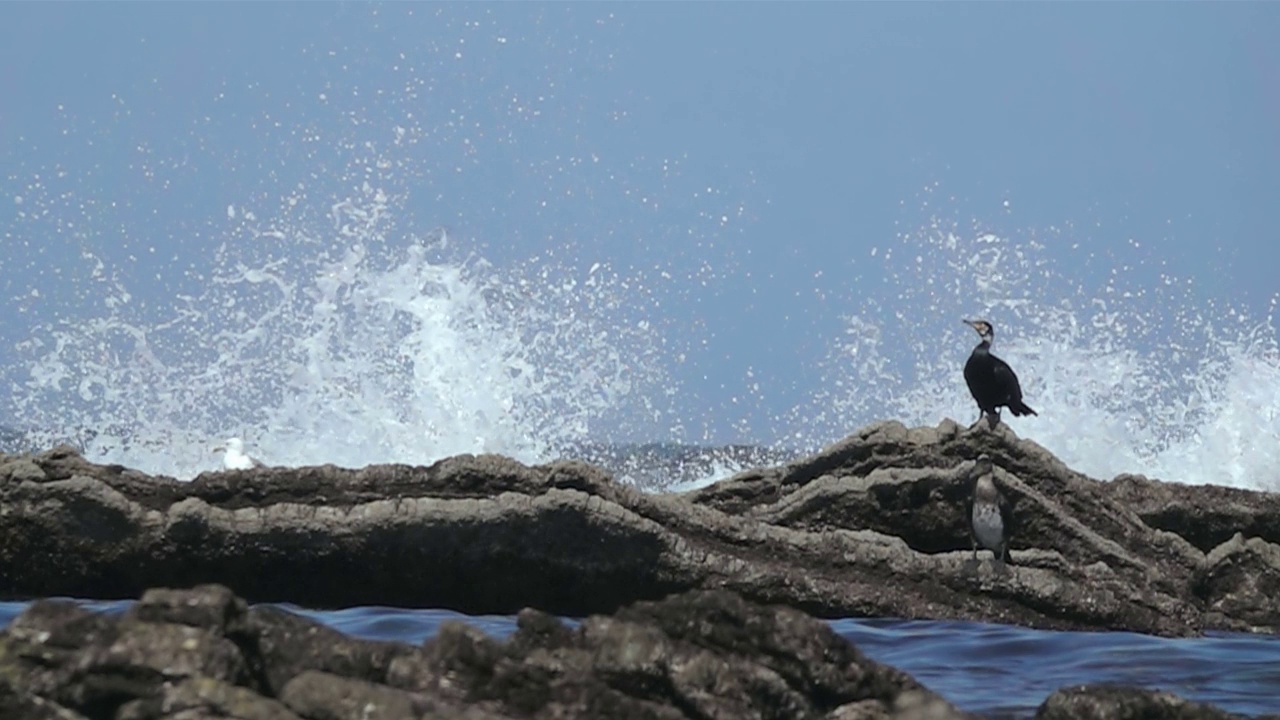 海鸟和浪花飞溅视频素材