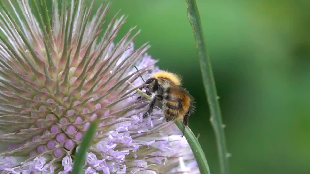 大黄蜂蜜蜂视频素材