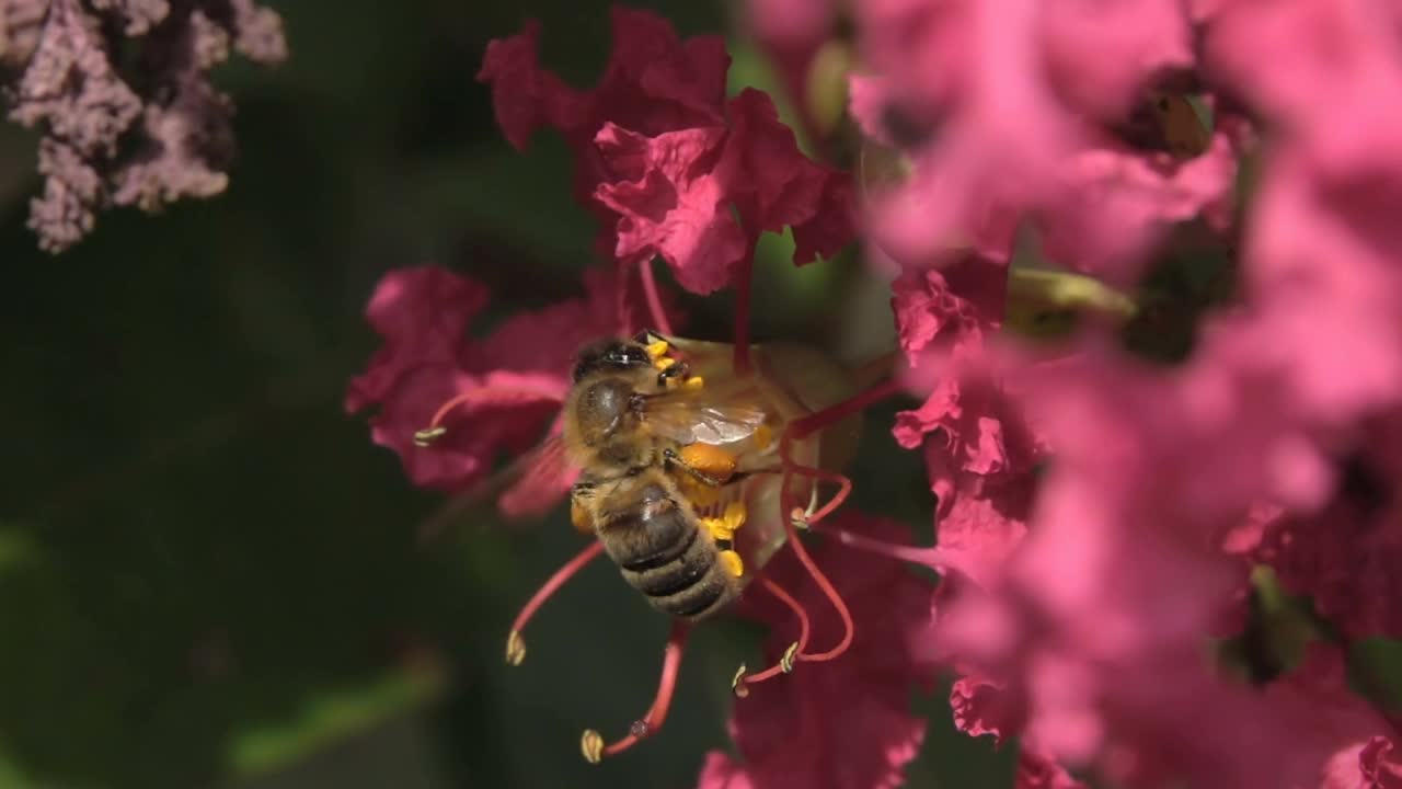 蜜蜂采集花粉视频素材