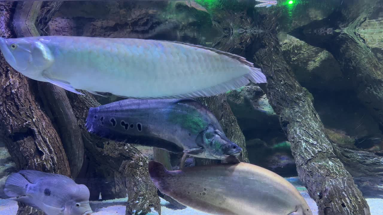 水族箱中的热带鱼视频素材