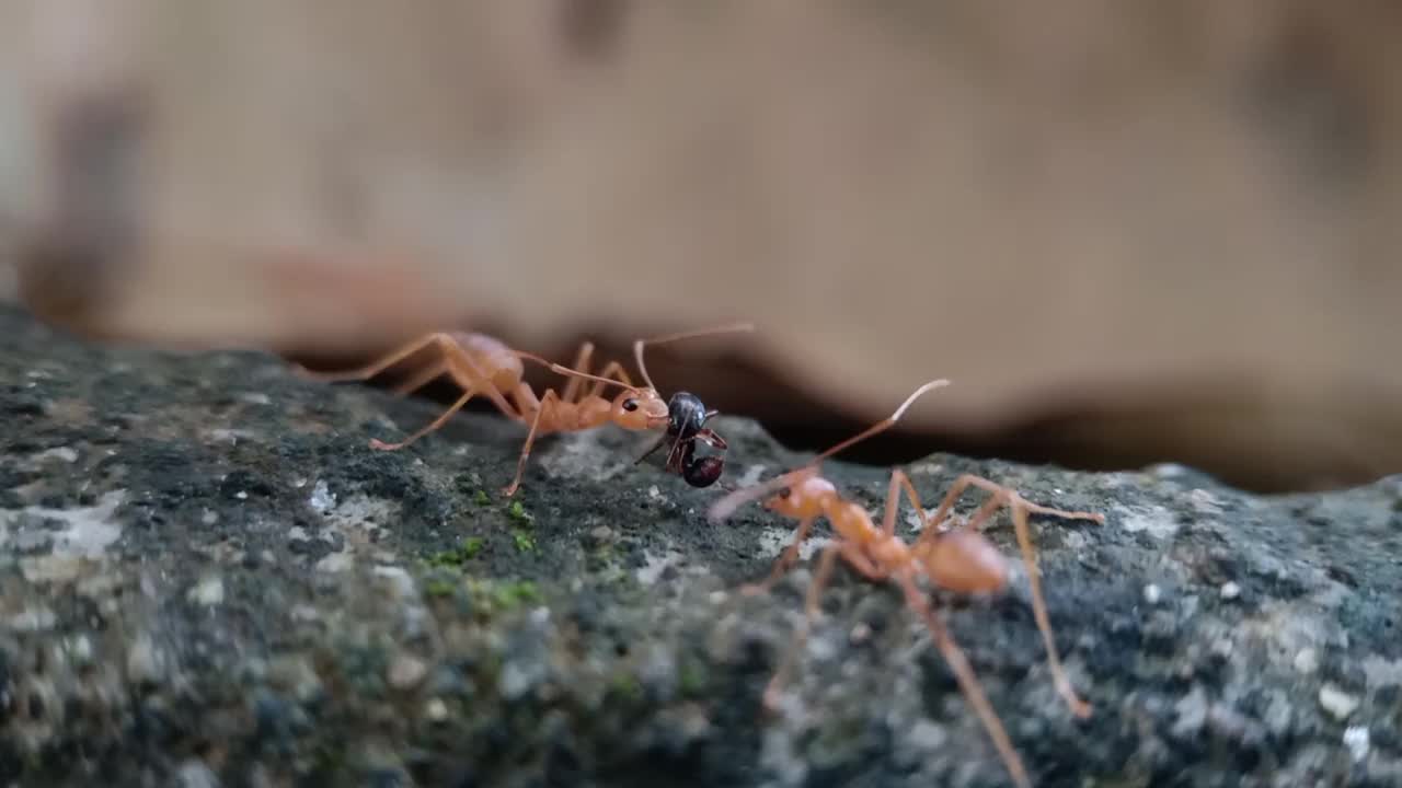 编织蚁视频素材