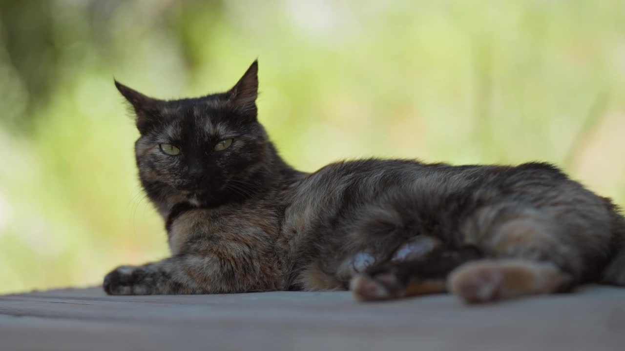 猫睡在木地板上幸福的家庭。黑猫睡在户外的阳光下可爱的视频。猫的生活方式宠物家庭成员。视频素材