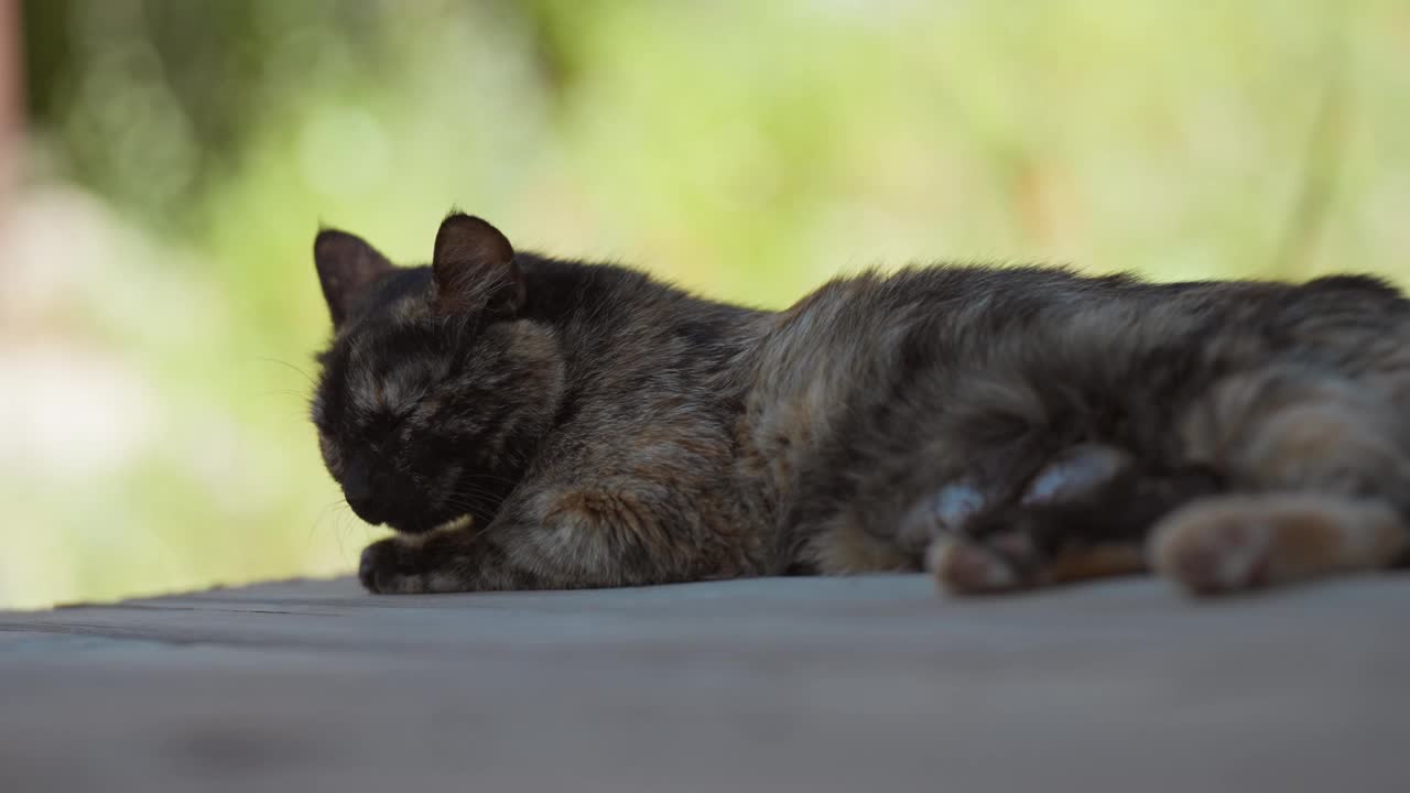 猫睡在木地板上幸福的家庭。黑猫睡在户外的阳光下可爱的视频。猫的生活方式宠物家庭成员。视频素材