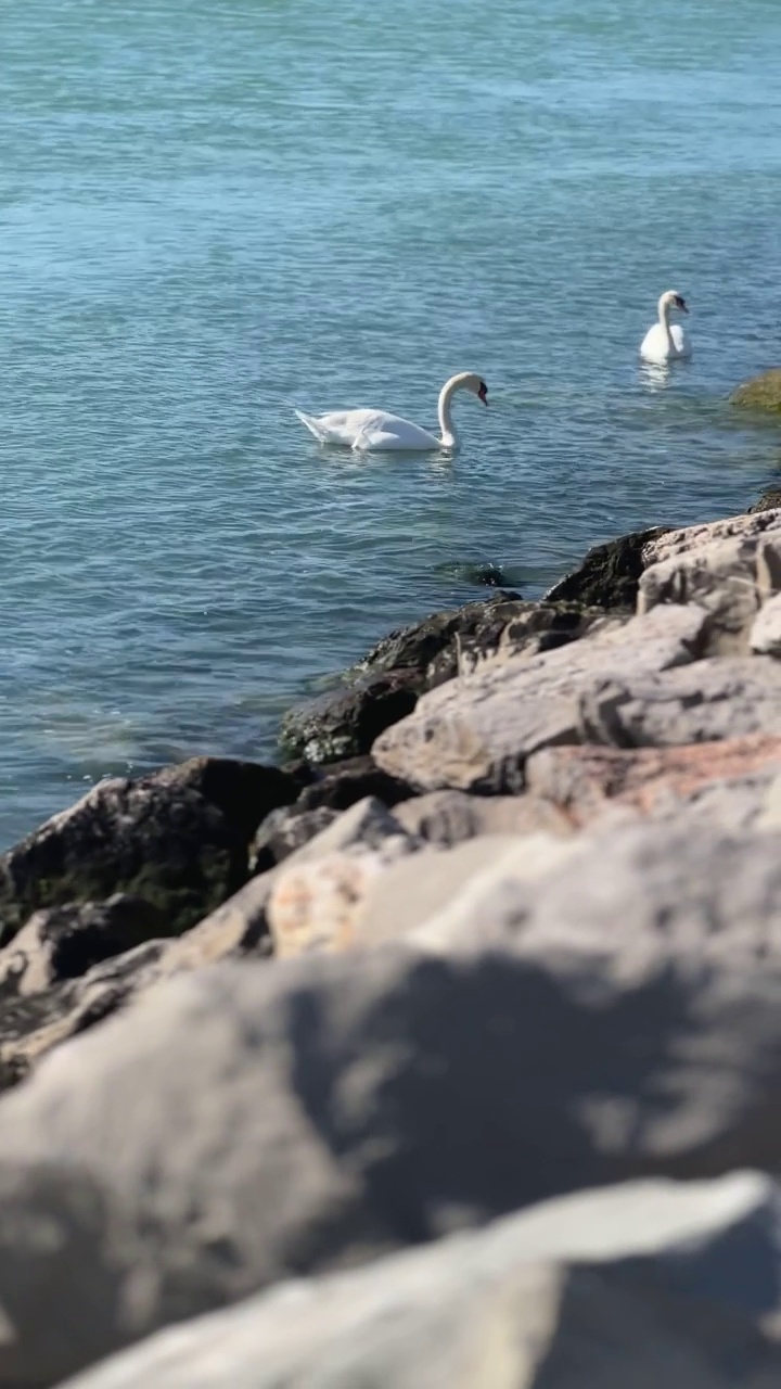 白天鹅游泳在蓝绿松石水，岩石海岸线视频素材