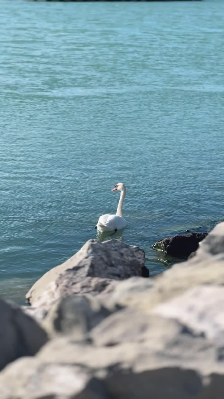 白天鹅游泳在蓝绿松石水，岩石海岸线视频素材