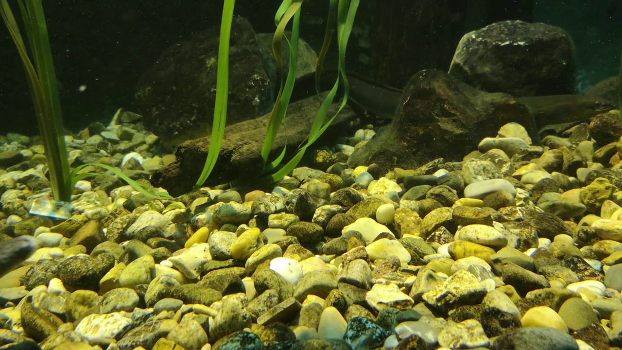 多瑙河中也有水族馆里的鱼视频素材