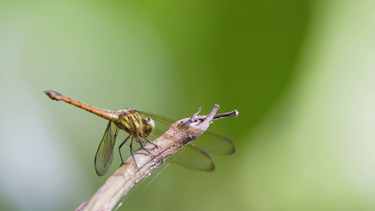 黄色的雌性蜻蜓(diplacodes nelosa)被称为黑尖蛱蝶或炭翅蛱蝶栖息在树枝上视频素材