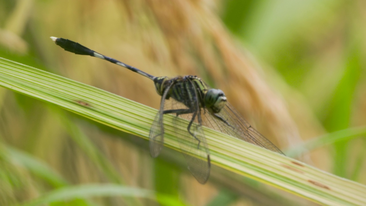 一只绿色的蜻蜓或细长的撇嘴鸟或绿色的沼泽鹰(orthetrum sabina)栖息在一株水稻的叶子上视频素材