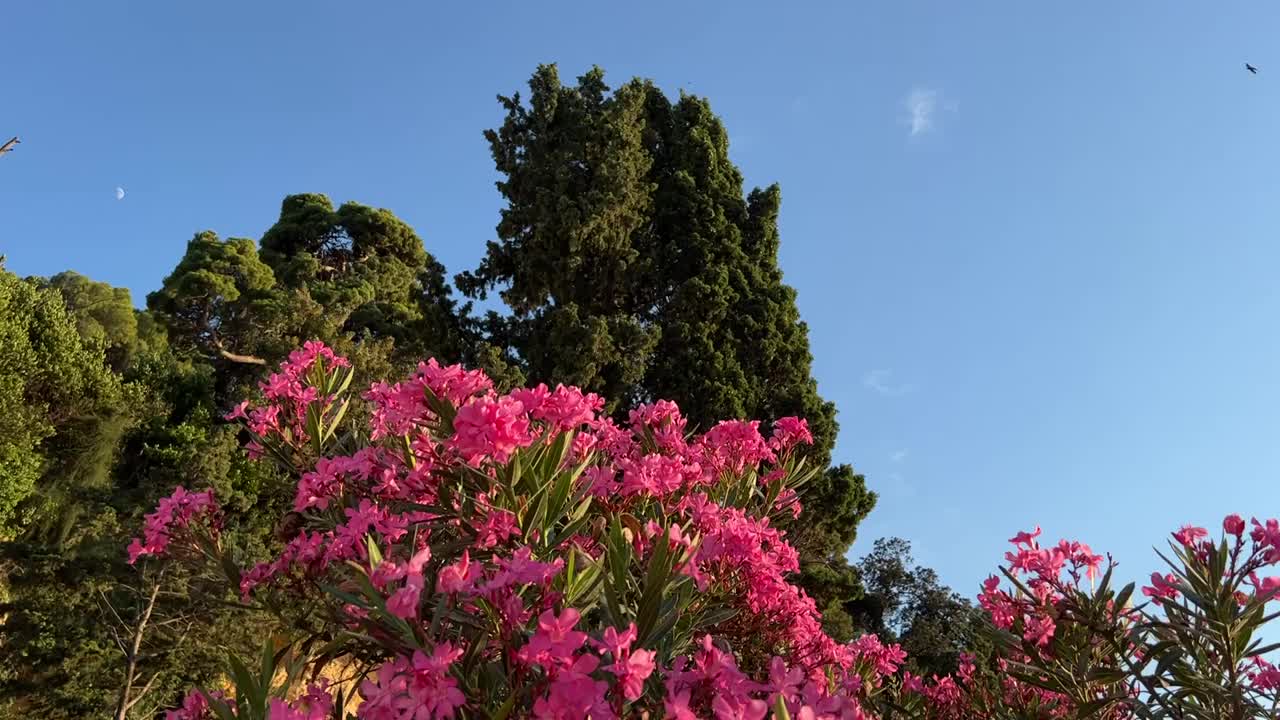 粉红色的花夹竹桃灌木在夏天的花园里。视频素材