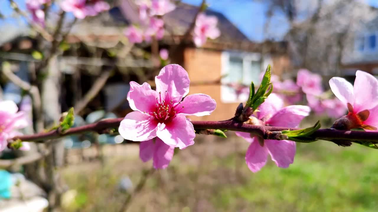 粉红色的桃花。花开的树在春天的风靠近视频素材