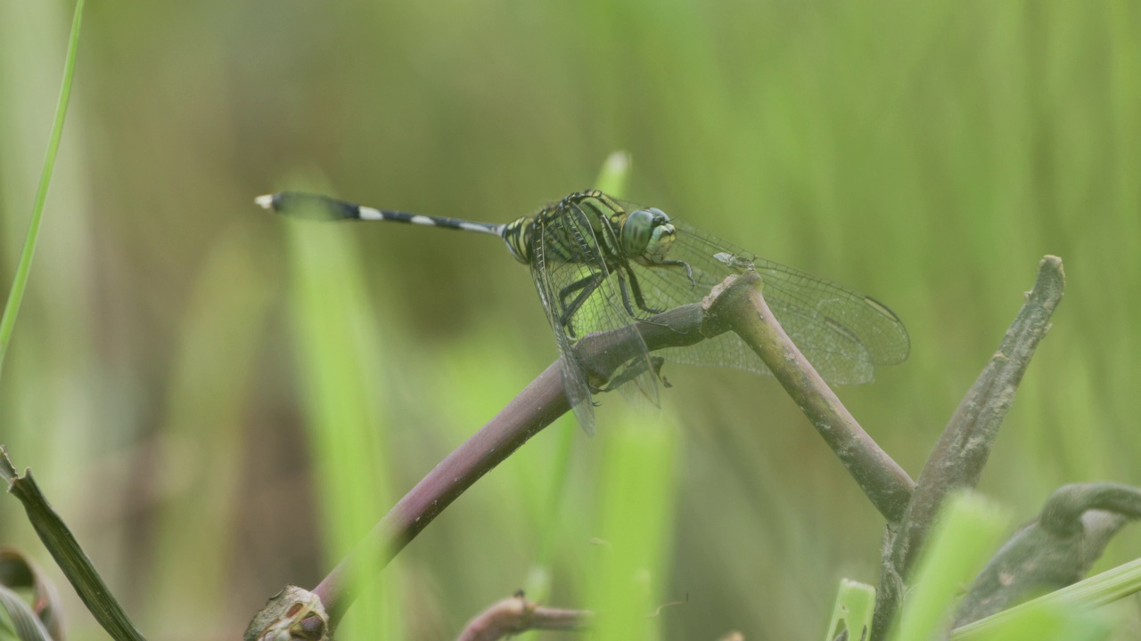 一只绿色的蜻蜓或细长的撇嘴鸟或绿色的沼泽鹰(orthetrum sabina)栖息在草丛中伸出的断枝上视频素材