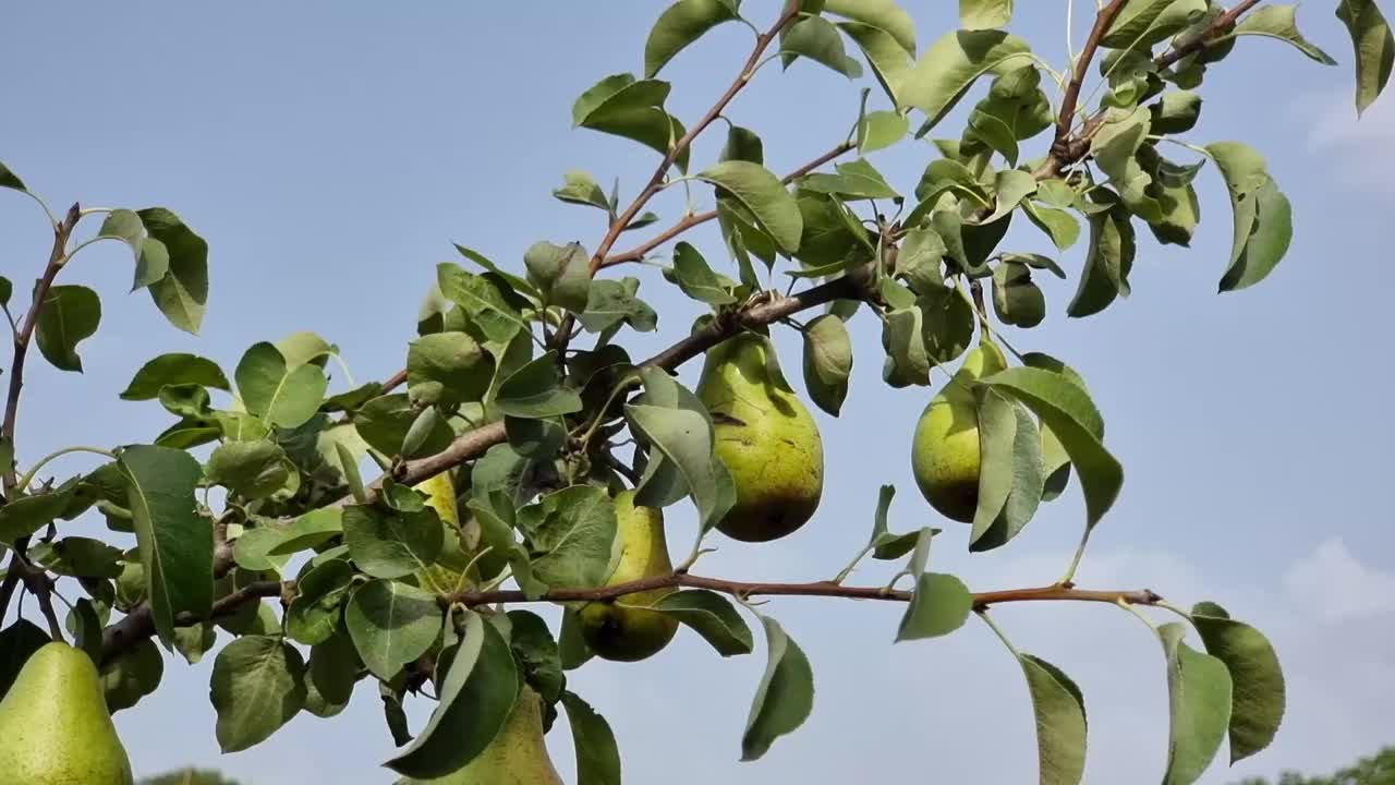 成熟的绿梨挂在树枝上。园艺。收获时间。视频素材