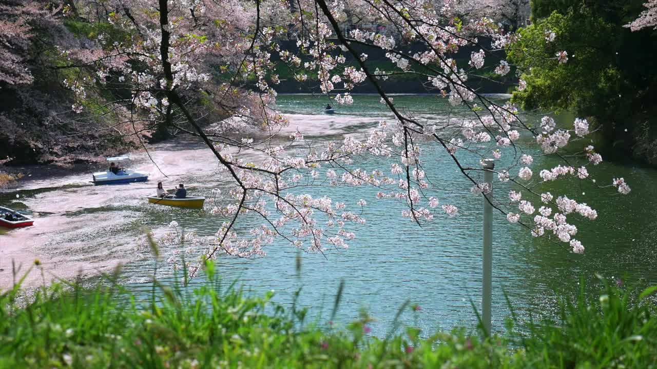 东京千origafuchi公园的樱花花瓣飘落视频素材