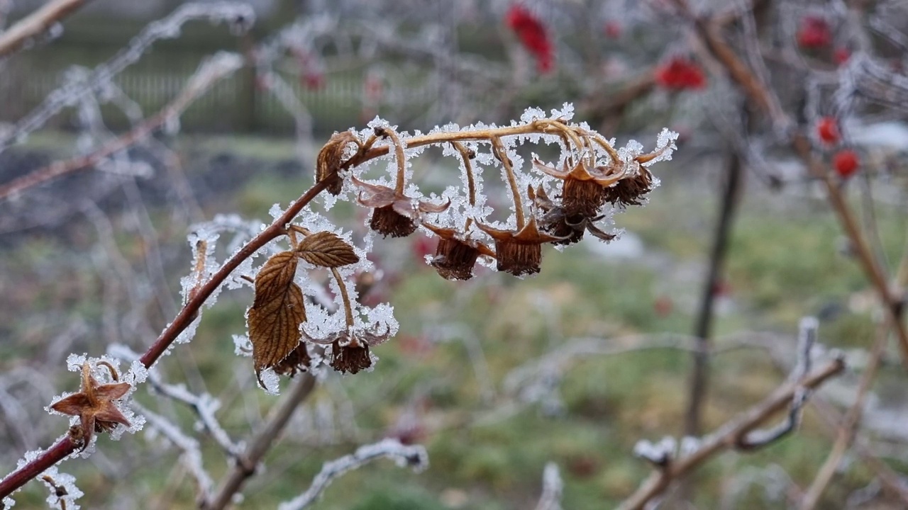 灌木丛上冰冻的覆盆子花被雪覆盖视频素材