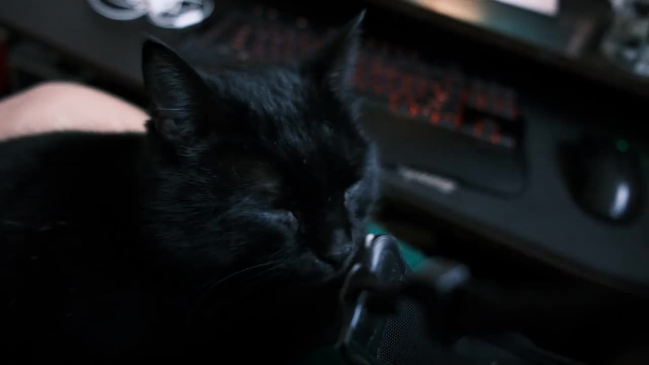 黑猫在暗室里。宠物在家里。视频素材