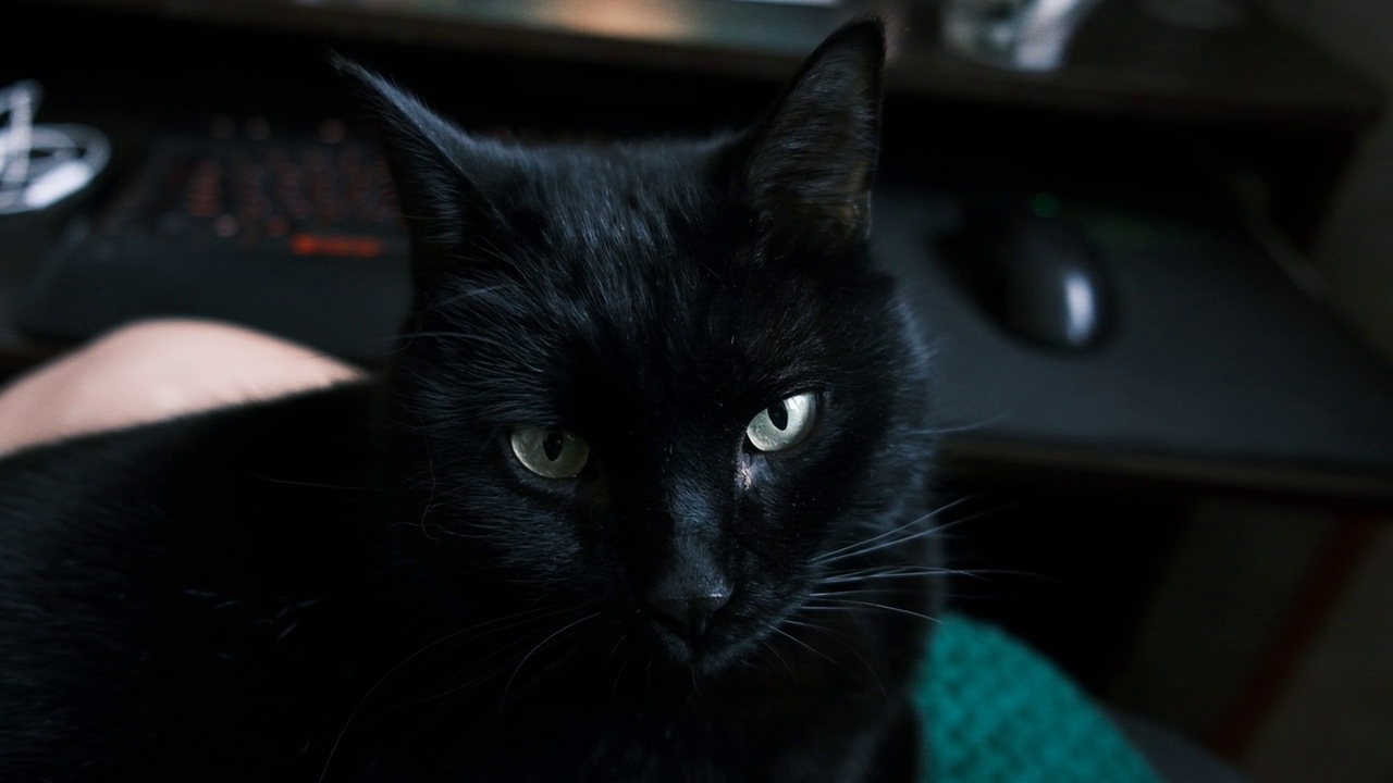 黑猫在暗室里。宠物在家里。视频素材