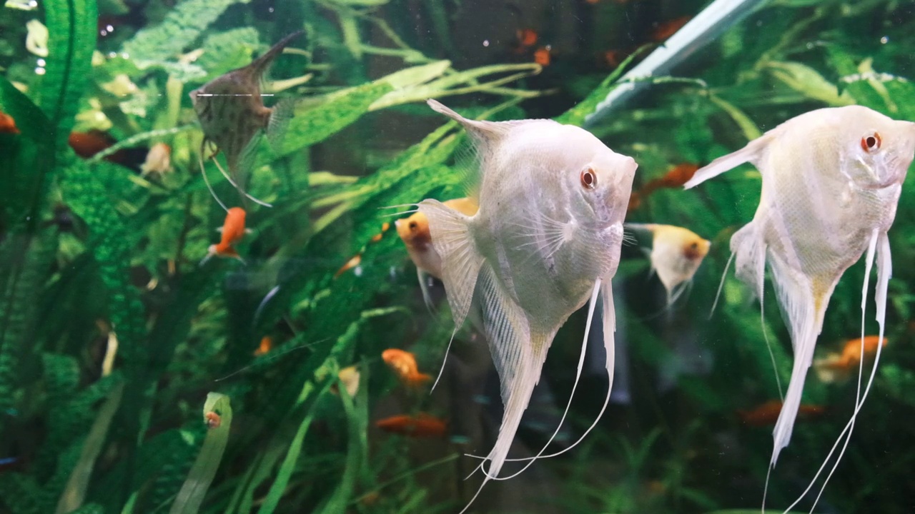 水族鱼适合初学者和有经验的人，和平和食肉。视频下载