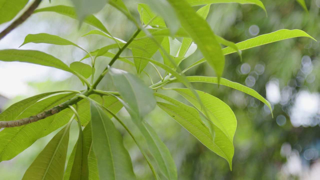 海芒果(cerbera manghas)枝叶宽阔，绿色在风中摇曳视频素材