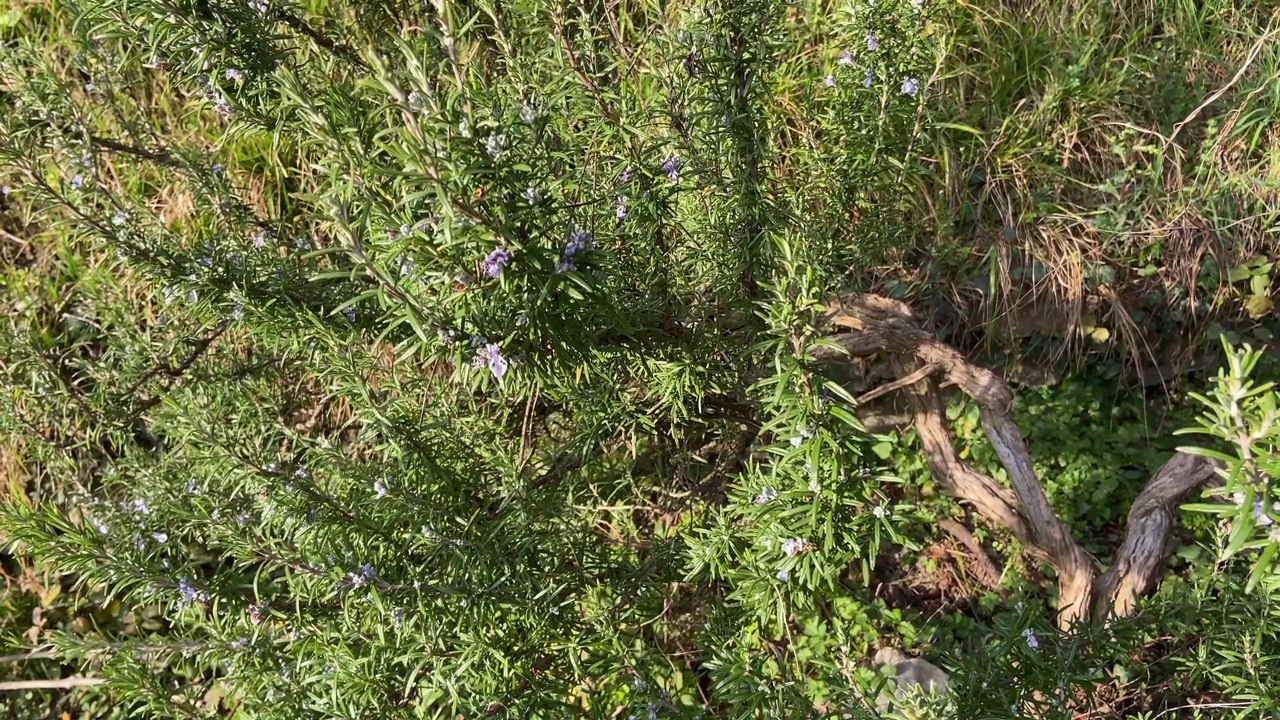 迷迭香植物和花朵在春季视频素材