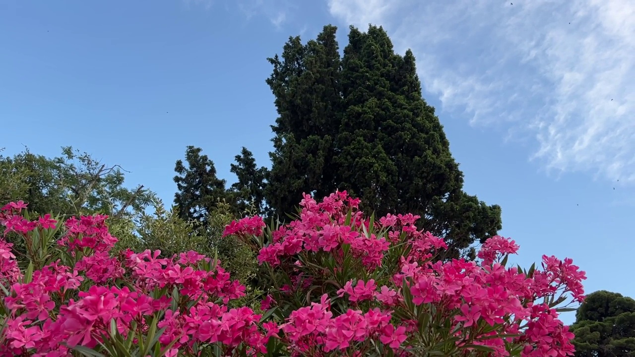 粉红色的花夹竹桃灌木在夏季公园。视频素材