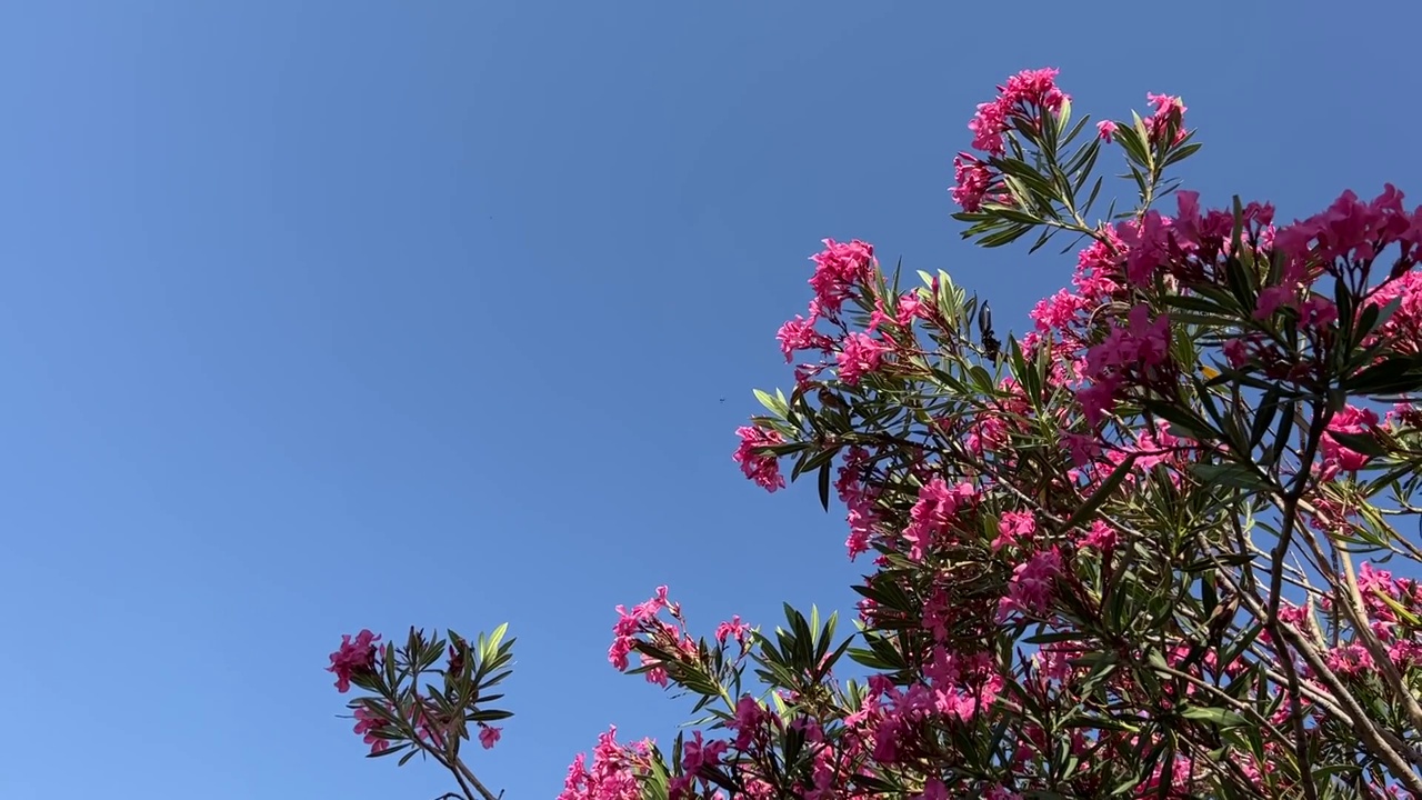 粉红色的花夹竹桃灌木在夏天的花园里。视频素材