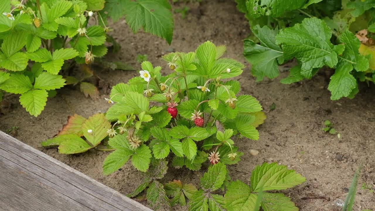 一位上了年纪的园丁在她的花园里收集草莓。家庭，菜园。视频素材