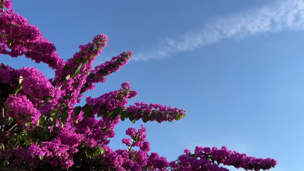 美丽的粉红色花朵在花园的三角梅灌木丛在夏天的蓝天。视频素材