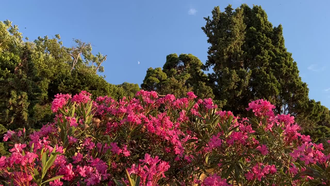 粉红色的紫色花夹竹桃灌木在夏季花园。视频素材