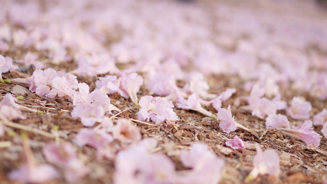 粉红的玫瑰花落在地上。泰国樱花的花瓣。视频素材