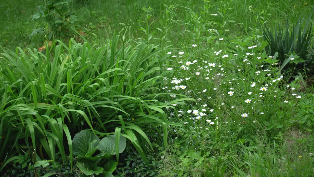 雏菊花在春夏的风中摇曳视频素材