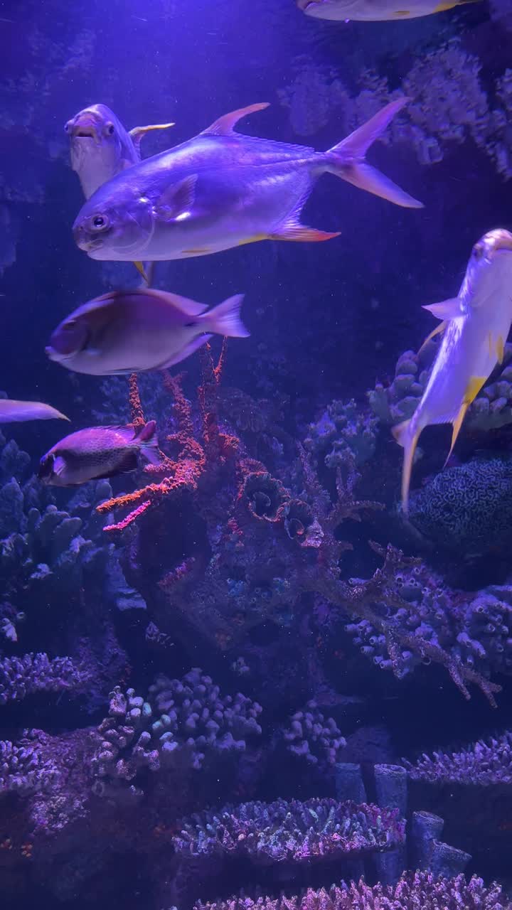 水族箱中的热带鱼视频素材