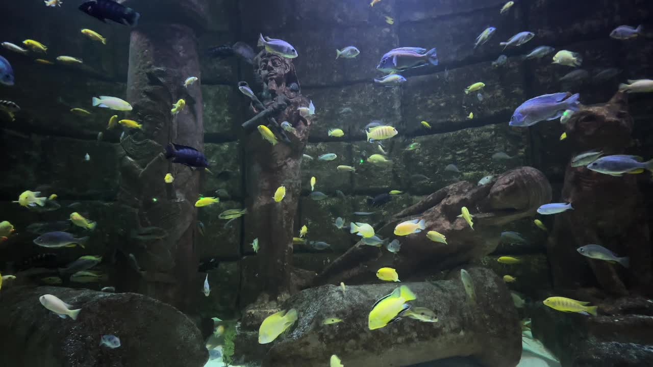 水族箱中的热带鱼视频素材