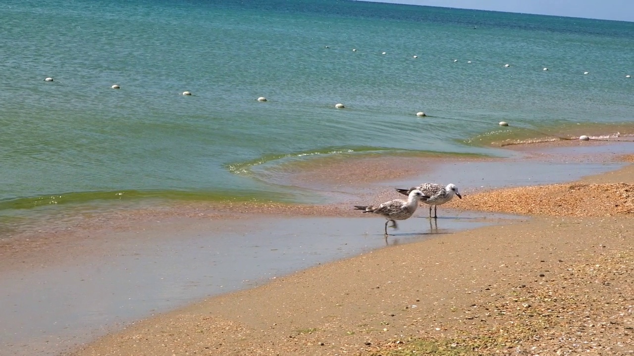 灰色的海鸥沿着海岸散步，寻找食物。Larus cachinnans。Fulmarus glacialis。Larus Fuscus视频素材