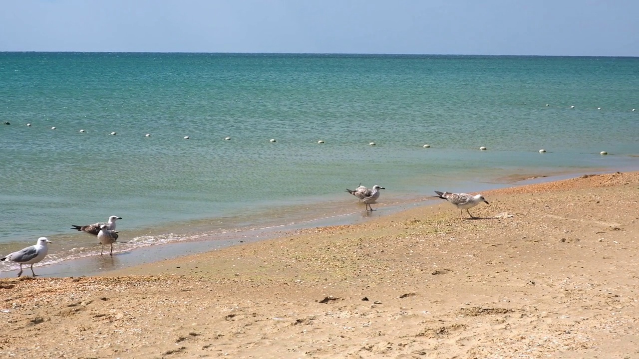 灰色的海鸥沿着海岸散步，寻找食物。Larus cachinnans。Fulmarus glacialis。Larus Fuscus视频素材