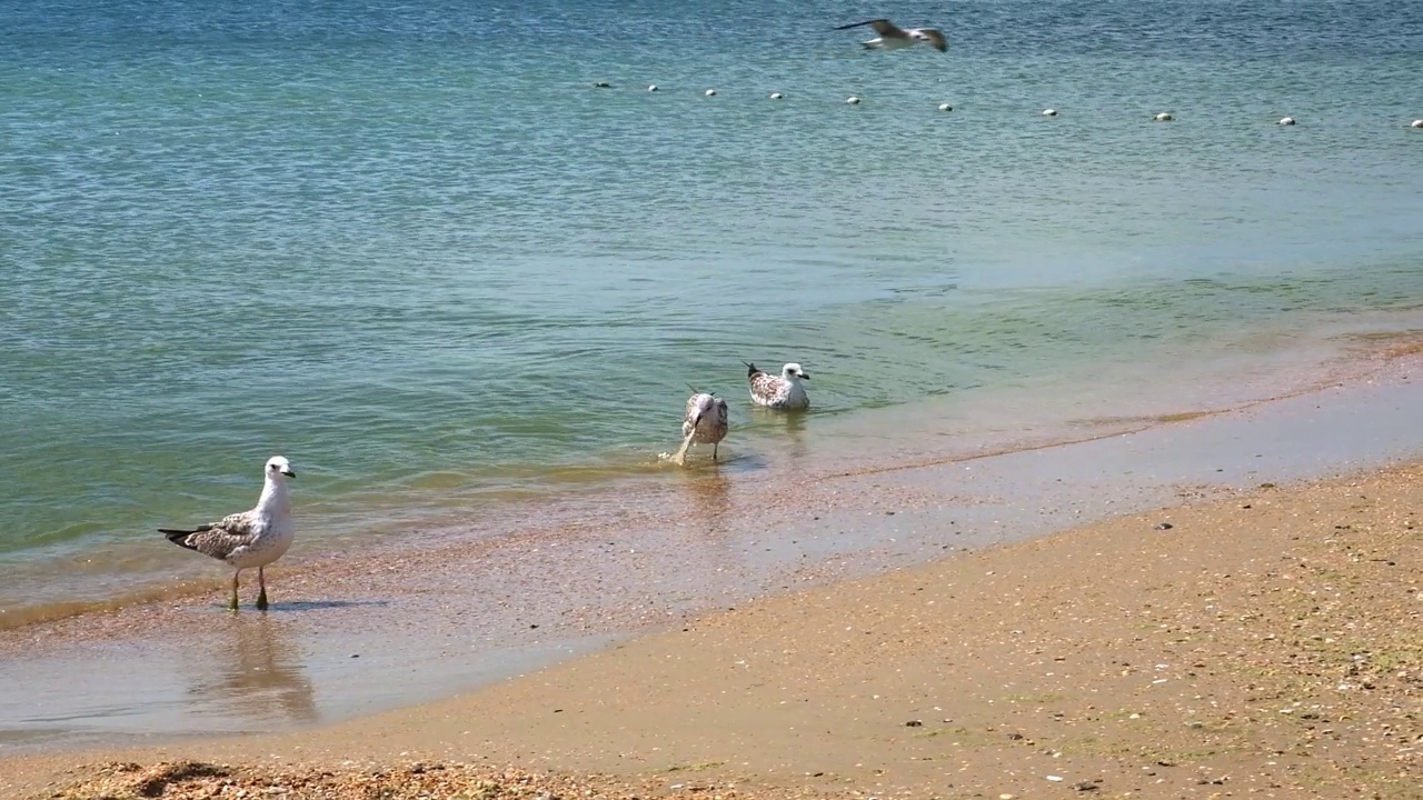 灰色的海鸥沿着海岸散步，寻找食物。Larus cachinnans。Fulmarus glacialis。Larus Fuscus视频素材